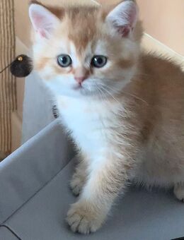 BKH Britisch kurzhaar Kitten in black golden mit Stammbaum - Baden-Baden