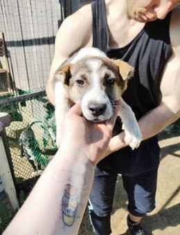 Raya❤️sucht verständnisvolle Familie - Rott (Inn)