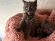 Maine coon kitten mit Gesundheitszeugnis - Neuenhaus Zentrum