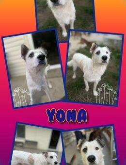 tolle Hündin Yona hofft auf ein Zuhause - Nürnberg