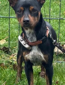 Toby ein lieber Bube - Morsbach