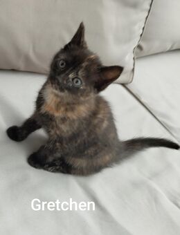 1 süßes Kätzchen abzugeben - Katze - Rietberg Zentrum