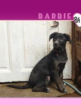 Barbie - sucht ihr Körbchen - Alfeld (Leine)