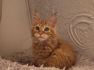 Maine Coon - Allensbach