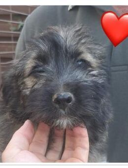 Hanni sucht ein Zuhause - Olfen