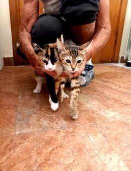 Amber und Abby aus dem Tierschutz - Grevenbroich