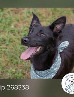 Chip 268338: Hundekind sucht ein Zuhause - Kirchzell