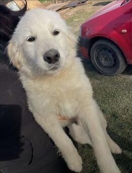 Süsser SCHORSCH sucht liebes Zuhause - Neuberg