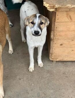 Bounty sucht ihr Glück - Celle