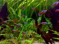 Aquarium Fisch; Roter Neon (Paracheirodon axelrodi)ab 1,25€ / Stk - Erftstadt