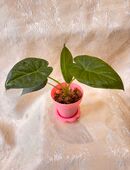 Alocasia regal shield 2 in 12559