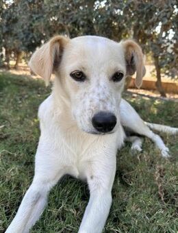 Morgana, Pflegestelle in Bayern - Bad Vilbel