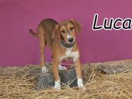 Goldschatz Luca sucht ein Zuhause - Essingen (Rheinland-Pfalz)