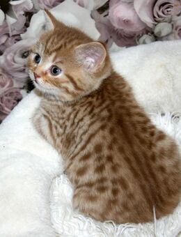 Das BESONDERE !! Britisch Kurzhaar Babys in Chocolate-silver-Tabby u. Cinnamon-silver Tabby sowie in Cinnamon-Tabby!! - Köln