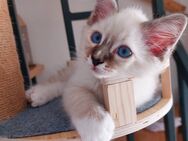 Heilige birma kitten (Jungs) - Marl (Nordrhein-Westfalen)