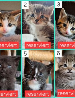 Verschmuste Katzenbabies suchen ein liebevolles Zuhause, Katzenbaby, Kitten, Kater, Babykatze, Katze - Drensteinfurt