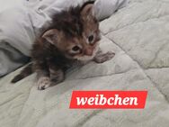 Nur noch 2 xxl maine coon kitten - Bad Kissingen