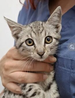 Poppy Verspieltes Kitten sucht Zuhause - Unterföhring