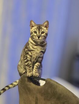 reinrassige Silver/black Charcoal Bengal Kitten - Berlin Tempelhof-Schöneberg