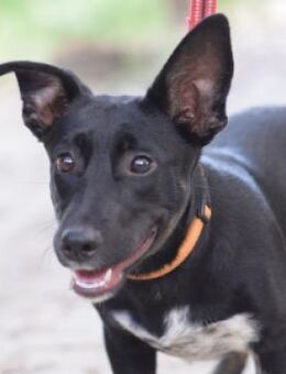 Pepsi - vorsichtig, lieb & verschmust - Lohmar