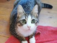 Kater Pursy sucht - Augsburg