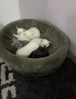 Reinrassige Britisch Kurzhaar Kitten - Freigericht