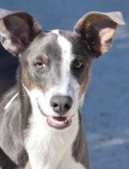 Banksy gefunden in Plastiktüte Mr - Ludwigshafen (Rhein)