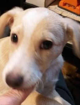 ARCHIE - verspielt und verschmust - Seggebruch