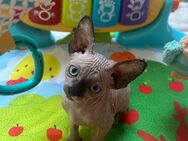 Canadian Sphynx Kitten - Köln Zentrum