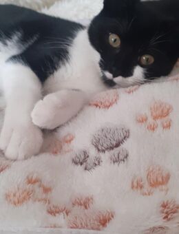 Verkaufe süße kleine Katze - Buchholz (Westerwald)