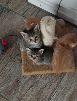 Perser Maine Coon Mix Kitten - Daxweiler