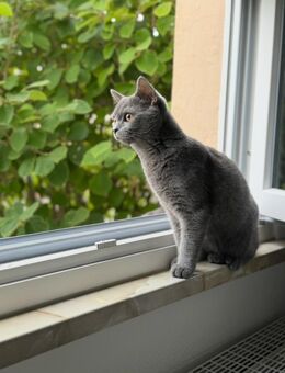 Suche ein neues Zuhause für unsere Naila - Göttingen