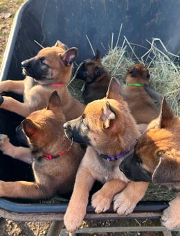 Malinois X-Herder - Stuhr