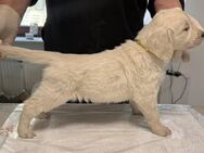 Golden Retriever Welpen mit Ahnentafel TOPVERPAARUNG - Hauptstuhl