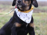 Rocky 💗 verschmuster, lieber Junghund - Hamburg