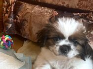 Shih Tzu Welpen reinrassig 15 Monate - Leipzig