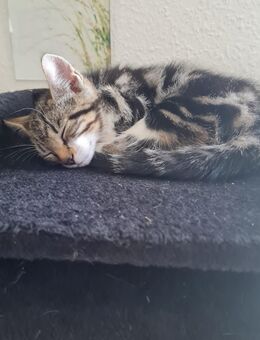 Kitten/ Babykatzen abzugeben - Weddingstedt
