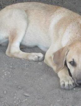 Hugo ist ein sanfter Riese 🐾 - Elsdorf (Nordrhein-Westfalen)