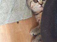 2 süße Kitten Kätzchen BKH Tabby - Damme