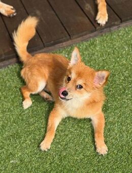 Bamju sucht ein Zuhause oder PS ♥ - Ebstorf (Klosterflecken)