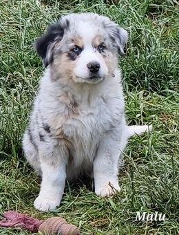 Golden-Collie-Aussie Welpen Anfängerhunde/Abgabebereit. - Bad Marienberg (Westerwald)