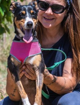 Vicky, eine prima Anfaengerhuendin - Brunstorf