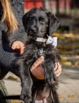 Negra -VI, will großes Glückslos ziehen - Neustadt (Rübenberge)