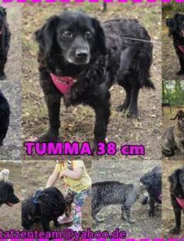 Tumma ist loyal, treu und sanft - Schafflund