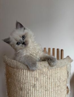 BKH Kitten /BLH Kätzchen - Berlin Reinickendorf