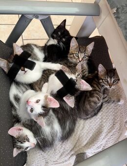 Kitten 12 Wochen alt abzugeben - Rühen