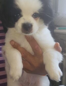 3 Monate alte Welpen suchen ein liebevolles Zuhause 🐶 - Dortmund