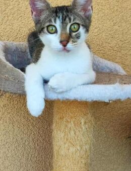 Putziger Charlie sucht Kuschelbettchen - Margetshöchheim
