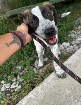 Freundliches Hundekind AMIRA sucht ♥️ - München