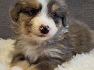 Mini Aussie Welpen, Miniatur Australian Shepherd - Ulmen